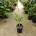 ARCHONTOPHOENIX PURPUREA