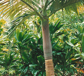 ARCHONTOPHOENIX PURPUREA THE PURPLE CROWN SHAFT KING PALM