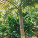 ARCHONTOPHOENIX PURPUREA THE PURPLE CROWN SHAFT KING PALM