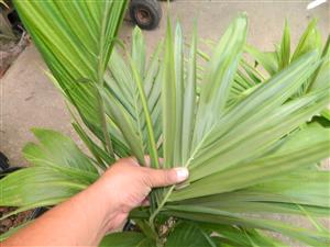 ARCHONTOPHOENIX “TERACARPA” THE BEST KING PALM EVER!