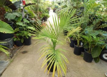 ARCHONTOPHOENIX TUCKERI