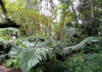 ARENGA MICRANTHA  LARGE SUCKERING PINNATE PALM FROM INDIA THAT TOLERATES SIGNIFICANT COLD