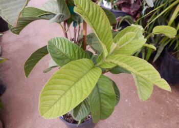 GUAVA – ASIAN GUAVA