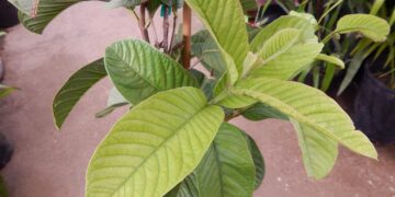 GUAVA – ASIAN GUAVA