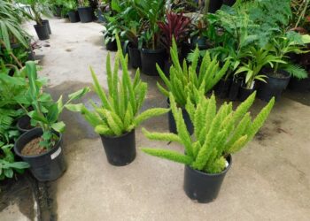 FERN – MEYERS FERN ASPARAGUS MYERI