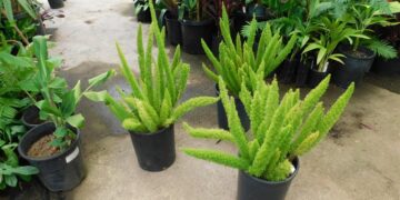 FERN – MEYERS FERN ASPARAGUS MYERI