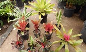 ASSORTED BROMELIADS NEW ONES ARRIVING ROUTINELY