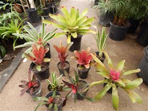ASSORTED BROMELIADS NEW ONES ARRIVING ROUTINELY
