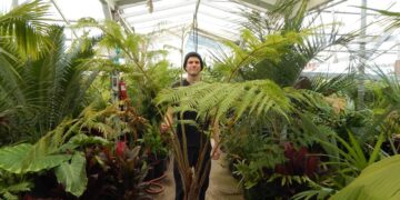 AUSTRALIAN TREE FERN