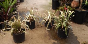 BROMELIADS – ASSORTED