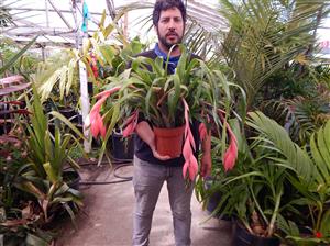 BILBERGIA CLUSTERS WITH CASCADING PINK BLOSSOMS IN BLOSSOM RIGHT NOW