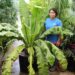 BIRDSNEST FERN – ASPLENIUM NIDUS EXOTIC UNDERSTORY FERN