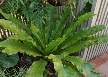 FERN – BIRDS NEST FERN ASPLENIUM NIDUS
