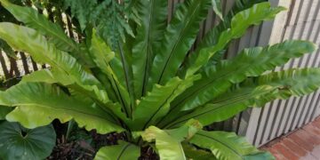 FERN – BIRDS NEST FERN ASPLENIUM NIDUS