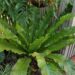 FERN – BIRDS NEST FERN ASPLENIUM NIDUS