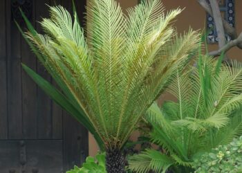 FERN – BLECHNUM GIBBUM THE BLECHNUM FERN