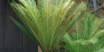 FERN – BLECHNUM GIBBUM THE BLECHNUM FERN