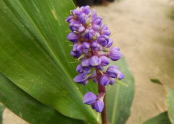 DICHORISANDRA THYRSIFLORA