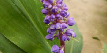 DICHORISANDRA THYRSIFLORA