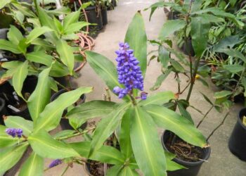 BLUE GINGER YES, BLUE FLOWERS
