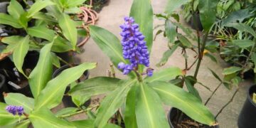 BLUE GINGER YES, BLUE FLOWERS