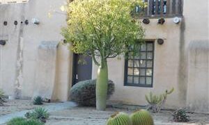 BRACHYCHITON RUPESTRIS INTERESTING THICK TRUNKED TROPICAL TREE