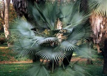 BRAHEA DULCIS