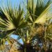 BRAHEA EDULIS THE GUADALUPE FAN PALM