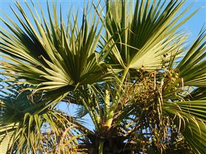 BRAHEA EDULIS THE GUADALUPE FAN PALM