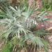 BRAHEA MOOREI AVAILABLE THE DWARF ROCK PALM