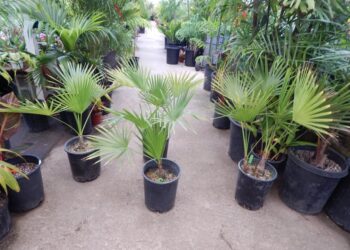 BRAHEA NITIDA