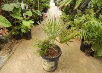 BRAHEA SPECIES “SUPER SILVER”