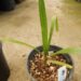 BRAHEA SPECIES “SUPER SILVER” NICE ONE GALLON JUVENILE PLANTS