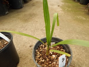 BRAHEA SPECIES “SUPER SILVER” NICE ONE GALLON JUVENILE PLANTS