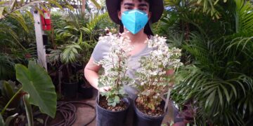 THE SNOWBUSH PLANT BREYNIA DISTICHA
