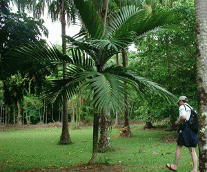 BURRETIOKENTIA HAPALA AN EXOTIC NEW CALEDONIAN PALM FOR SOUTHERN CALIFORNIA