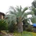 BLUE BUTIA CAPITATA THE BLUE PINDO PALM MEDIUM SIZED PINNATE PALM WITH BLUE OR BLUE-GREEN LEAVES