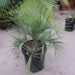 BUTIA PARAGUAYENSIS BLUE-GREEN BUTIA FROM SOUTH AMERICA