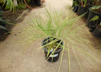BUTIA PARAGUENSIS