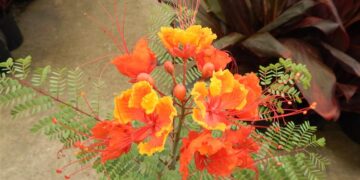 CAESLPIIVIA PULCHERRIMA PRIDE OF BARBADOS OR PEACOCK FLOWER