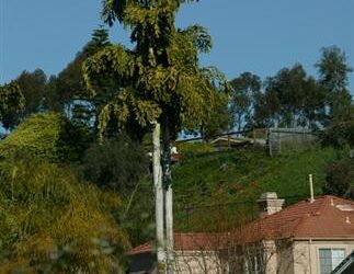 CARYOTA URENS THE GIANT MOUNTAIN FISHTAIL FAST GROWING – SUPER TALL