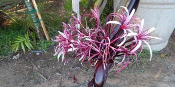 CRINUM AMABILE – PURPLE QUEEN EMMA LILY