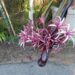 CRINUM AMABILE – PURPLE QUEEN EMMA LILY