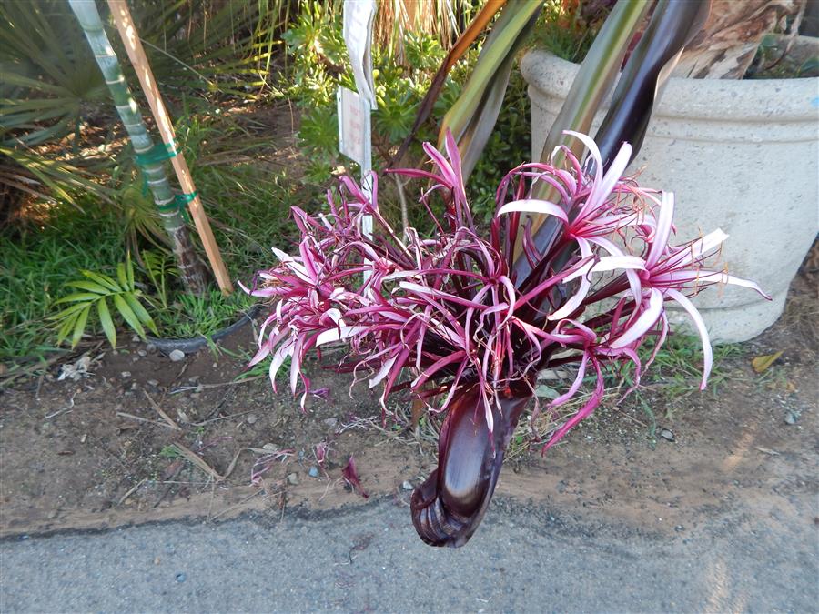 CRINUM AMABILE - PURPLE QUEEN EMMA LILY - Junglemusic.com