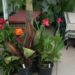 CANNA LILY AMBASSAOR