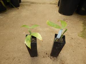 CARYOTA URENS THE GIANT MOUNTAIN FISHTAIL