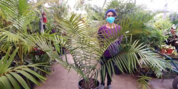 CERATOZAMIA ROBUSTA MEXICAN AND CENTRAL AMERICAN CYCAD WITH LONG UPRIGHT LEAVES