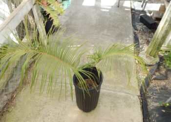 CERATOZAMIA KUESTERIANA X CERATOZAMIA PLUMOSA