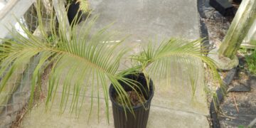 CERATOZAMIA KUESTERIANA X CERATOZAMIA PLUMOSA