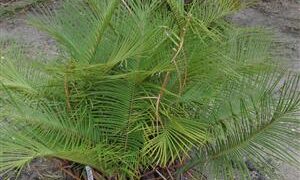 CERATOZAMIA KUESTERIANA X NORSTOGII CROSS BETWEEN TWO RARE SOUTHERN MEXICAN CYCADS